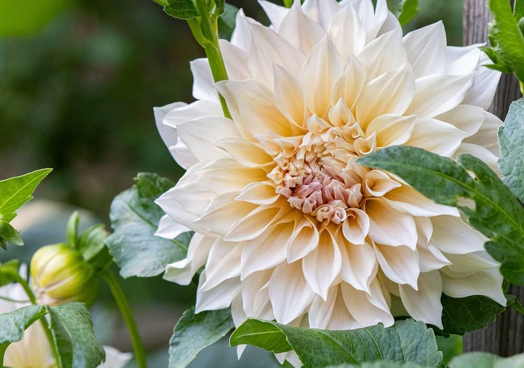 Flowers that don't attract bees – 5 types to keep in mind when creating a haven for these beneficial insects