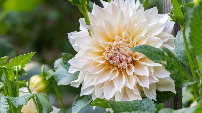 Flowers that don't attract bees – 5 types to keep in mind when creating a haven for these beneficial insects