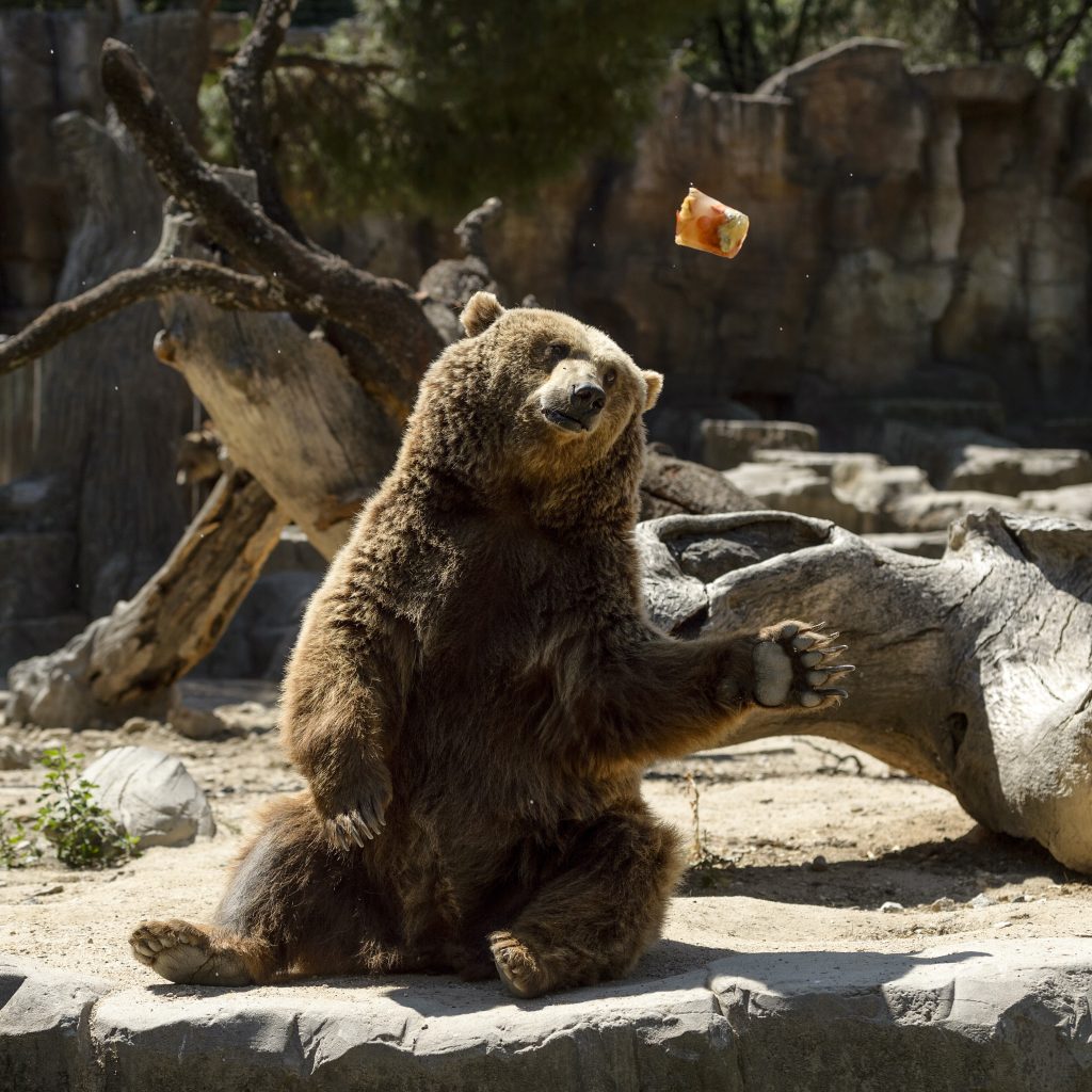 11 Students, Teachers Injured After Terrifying Grizzly Bear Attack in Canada