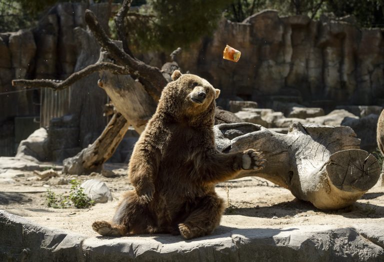 11 Students, Teachers Injured After Terrifying Grizzly Bear Attack in Canada