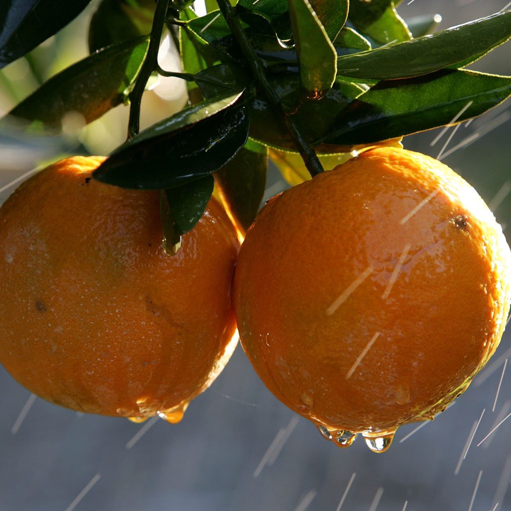 This Life Hack Is Going Viral: The Easiest Way to Eat an Orange