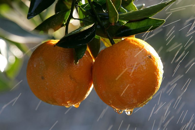 This Life Hack Is Going Viral: The Easiest Way to Eat an Orange