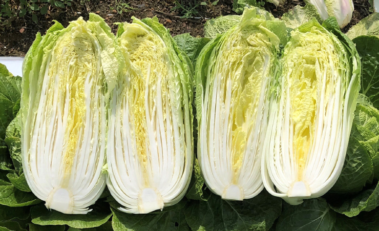 Napa Cabbage