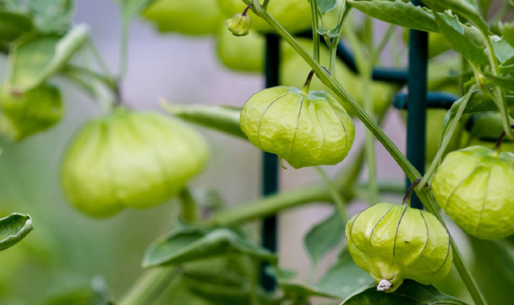 Tomatillo