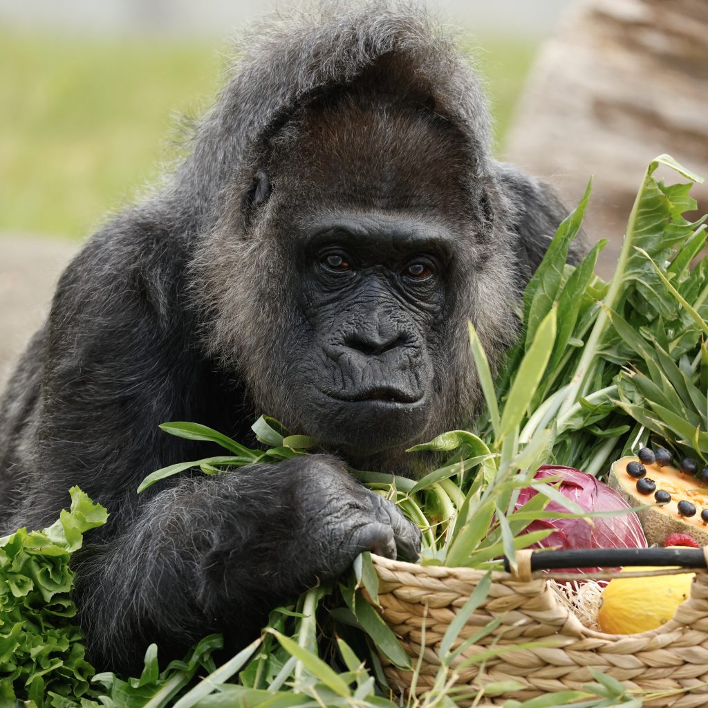 Little Joe, Boston’s Famous Escape Artist Gorilla, Is Leaving for a New Mission to Start a Family