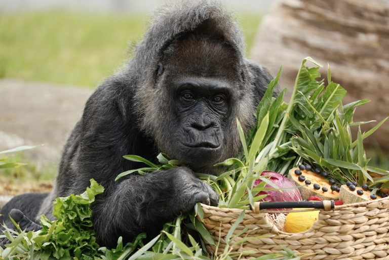 Little Joe, Boston’s Famous Escape Artist Gorilla, Is Leaving for a New Mission to Start a Family