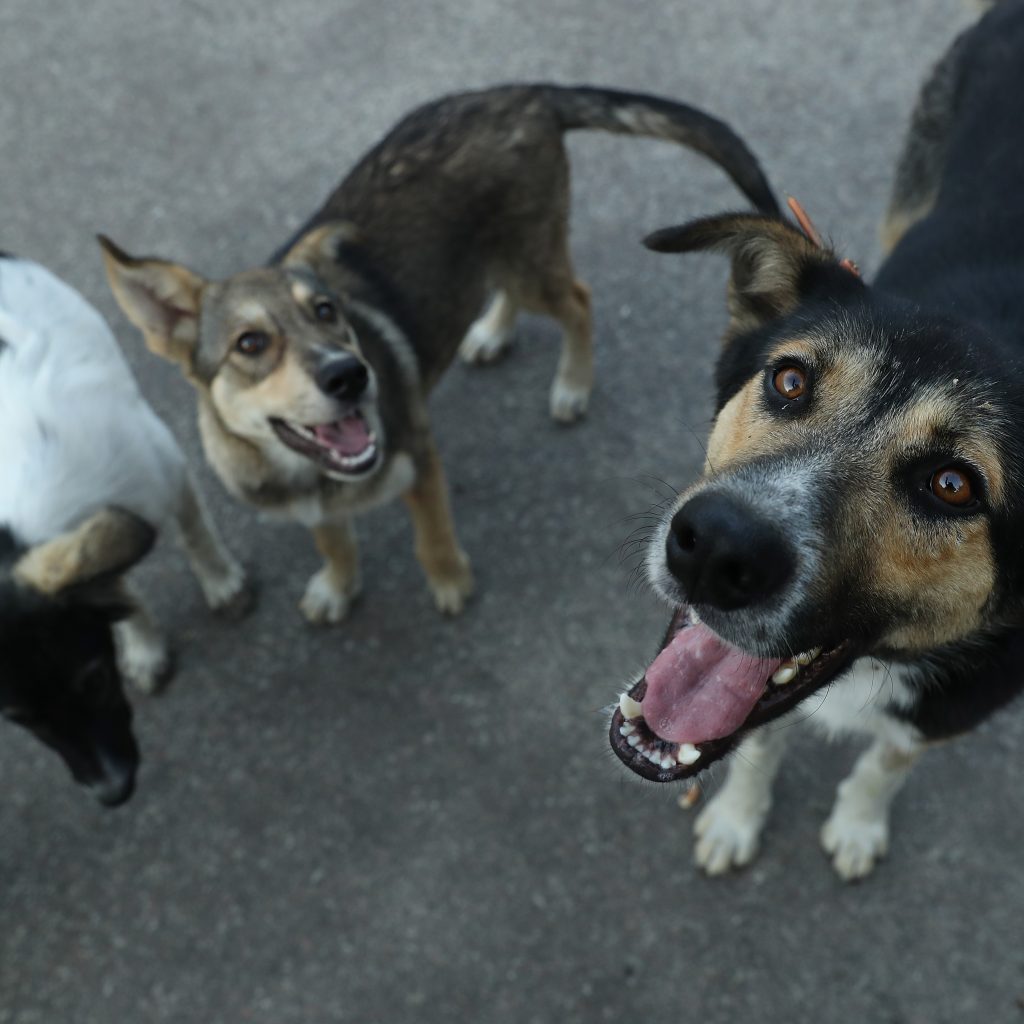 Could We One Day Talk to Animals? New Research on AI and Animal Communication Explained