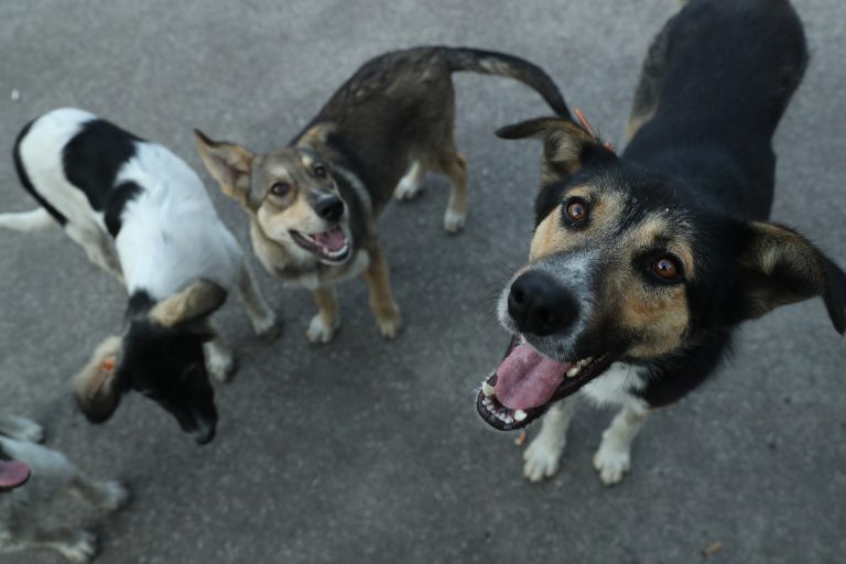 Could We One Day Talk to Animals? New Research on AI and Animal Communication Explained
