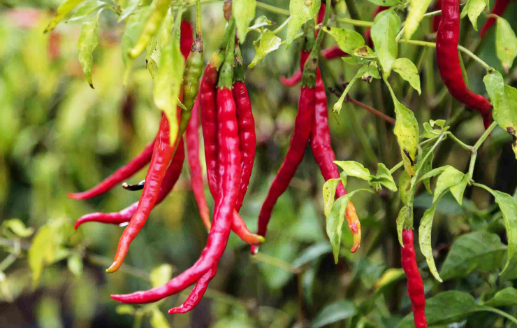 Arbol Pepper